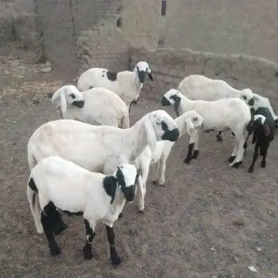 قصاب بالرياض قصاب جزار 0508857593