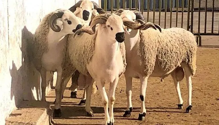 جزار بالرياض قصاب بالرياض ماهر 0508857593 زباح بالرياض