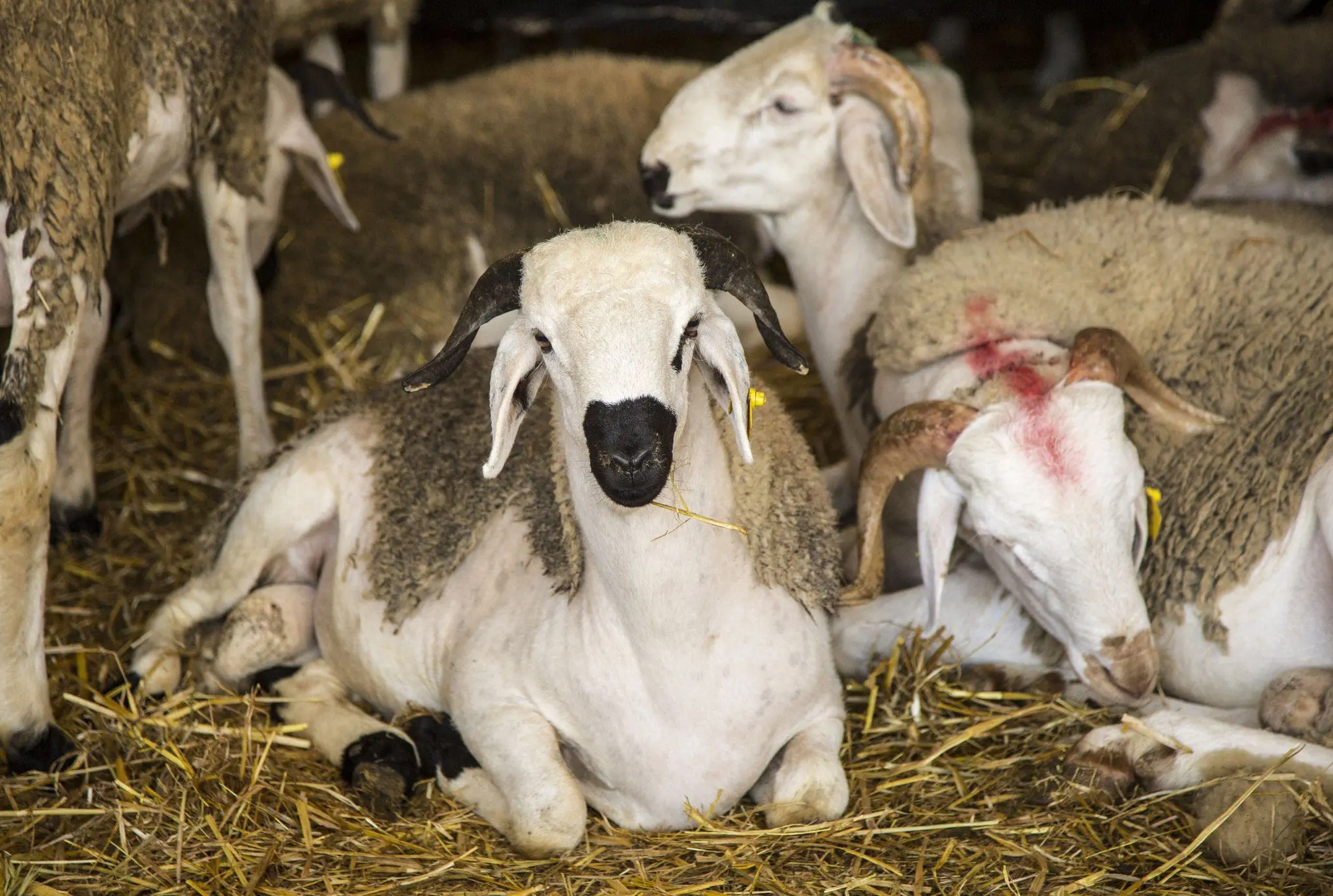 جزار بالرياض قصاب بالرياض ماهر 0508857593 زباح بالرياض