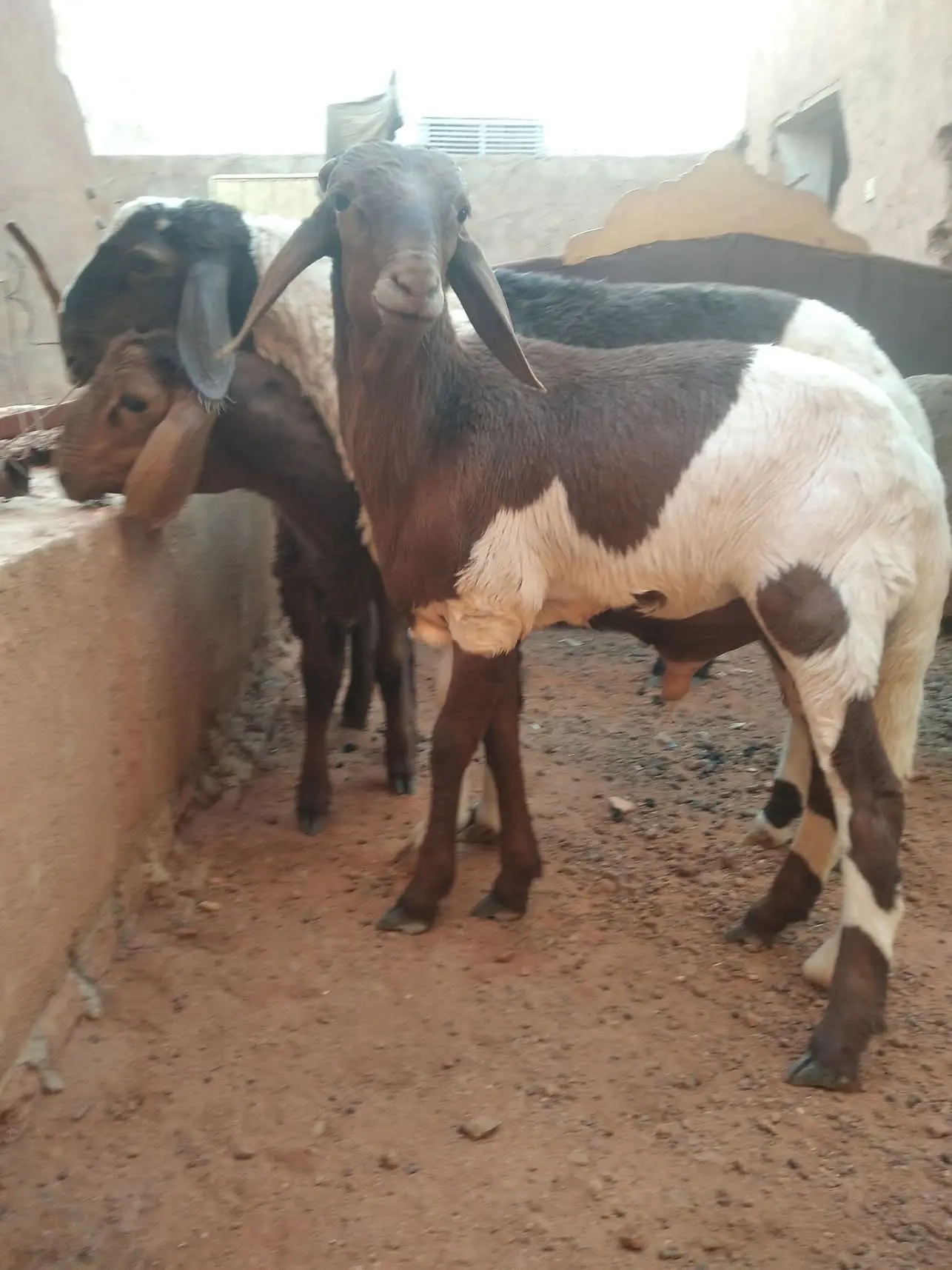 جزار سوداني محترف بالرياض 0566100646