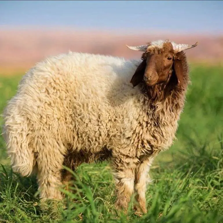 قصاب ماهر بالشفاء 0530772004