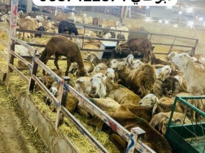 قصاب بالرياض ماهر 0537422374 جزار بالرياض