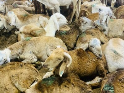 قصاب بالرياض ماهر 0537422374 جزار بالرياض