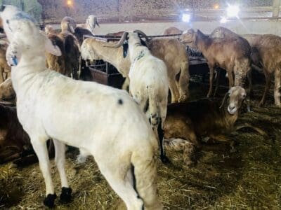 قصاب بالرياض ماهر 0537422374 جزار بالرياض