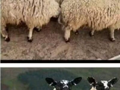 قصاب ماهر بالرياض 0508857593