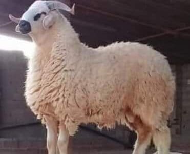 قصاب بالرياض قصاب جزار 0508857593