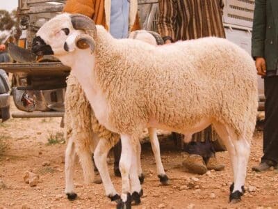 قصاب بالرياض قصاب جزار 0508857593