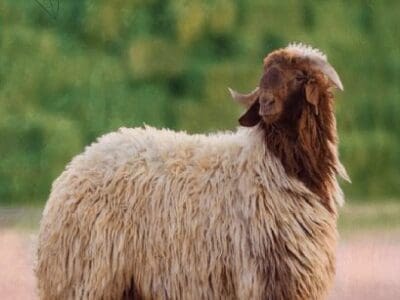 قصاب ماهر بالرياض 0508857593