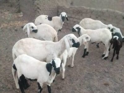 قصاب بالرياض قصاب جزار 0508857593