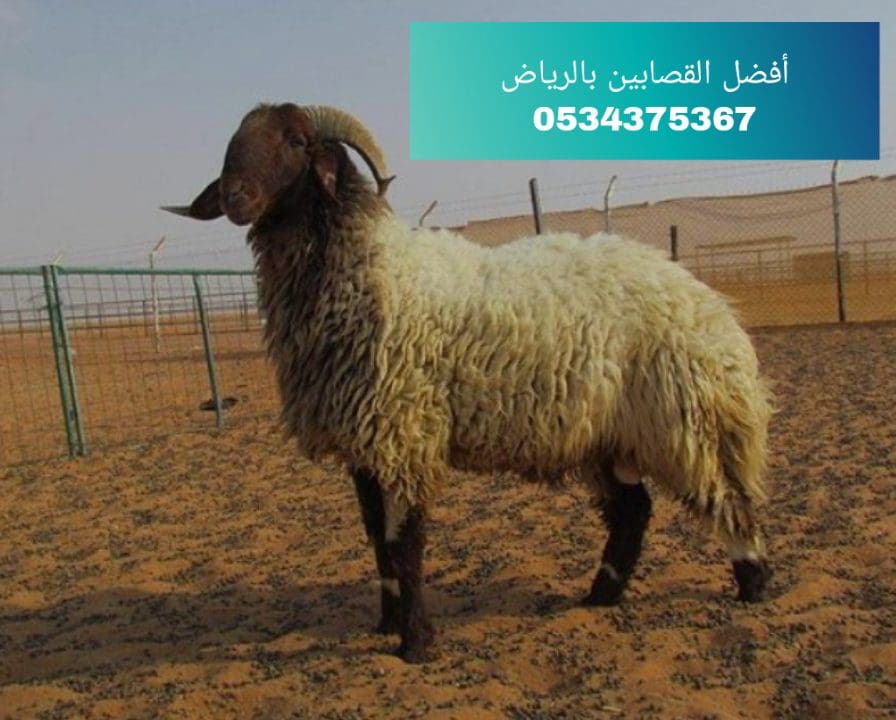 افضل قصاب بالرياض 0534375367