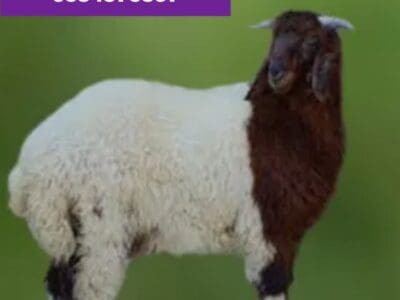 قصاب بالرياض جزار ماهر بالرياض 0534375367