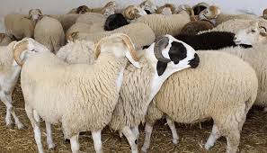 قصابين موجودين في الرياض 0504761325