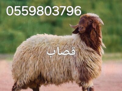 راعي الأثاث المستعمل حي الندى 0559803796