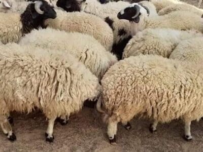 ارقام قصابين داخل الرياض 0503559450