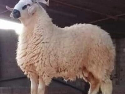 قصاب ماهر بالرياض 0535813008