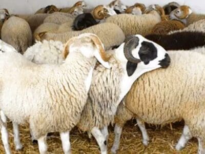 جزار بالرياض قصاب بالرياض ماهر 0508857593 زباح بالرياض