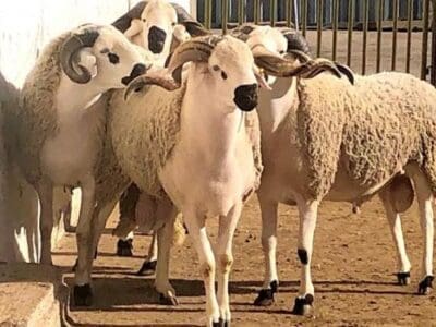 جزار بالرياض قصاب بالرياض ماهر 0508857593 زباح بالرياض