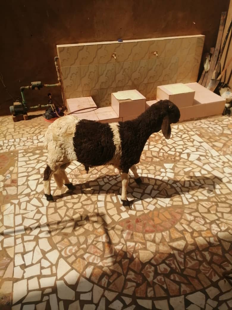 قصاب بالرياض ماهر 0508857593