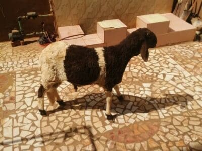 جزار ماهر بالرياض 0508857593