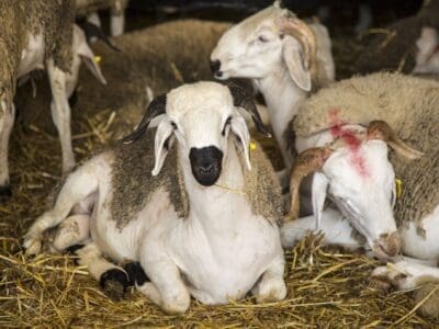 جزار بالرياض قصاب بالرياض ماهر 0508857593 زباح بالرياض