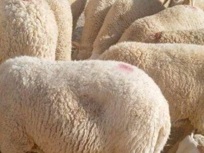 قصاب سريع في السلخ بالرياض 0508857593