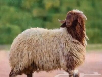 جزار ماهر بالرياض 0508857593