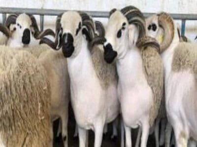 جزار ماهر بالرياض 0508857593