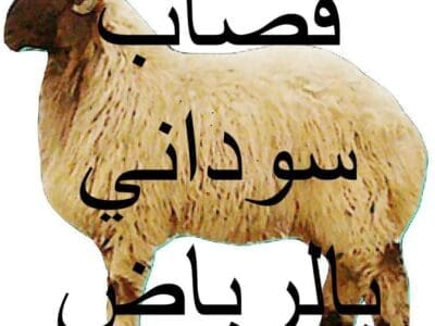 قصاب سريع في السلخ بالرياض 0508857593