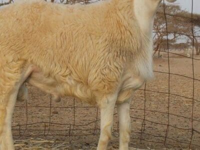 قصاب بالرياض ماهر 0508857593