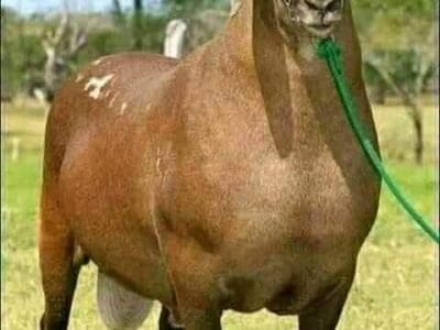 جزار ماهر بالرياض 0508857593