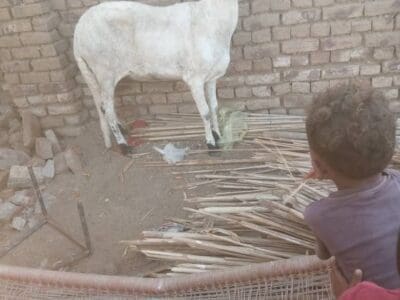 قصاب بالرياض ماهر 0508857593