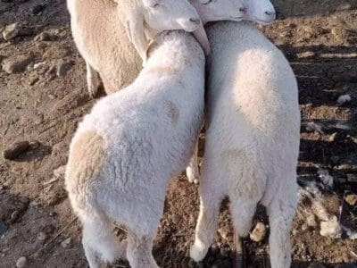 جزار بالرياض قصاب بالرياض ماهر 0508857593 زباح بالرياض