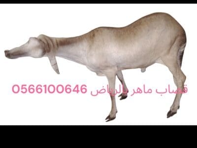 قصاب ماهر بالرياض 0566100646