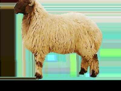 قصاب ماهر بالرياض 0566100646