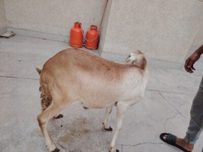 قصاب ماهر بالرياض 0566100646