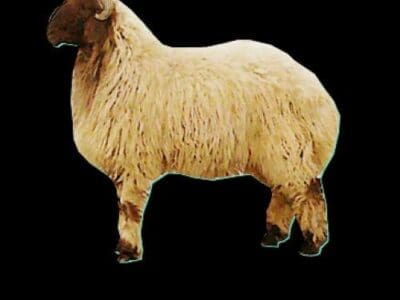 قصاب ماهر بالرياض 0537152157