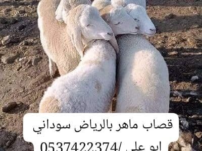 قصاب ماهر شرق الرياض 0537422374