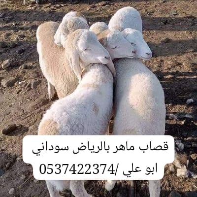 قصاب ماهر شرق الرياض 0537422374