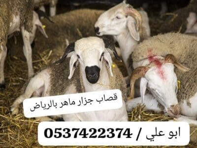 قصاب غرب الرياض ماهر 0537422374