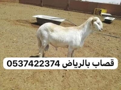 قصاب غرب الرياض ماهر 0537422374
