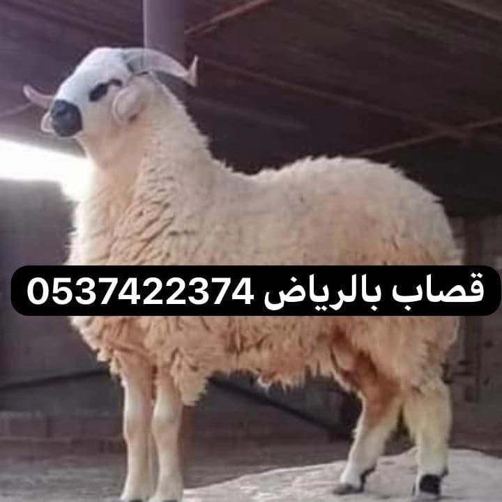 جزار سريع في السلخ بالرياض 0537422374