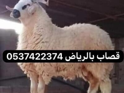 قصاب غرب الرياض ماهر 0537422374