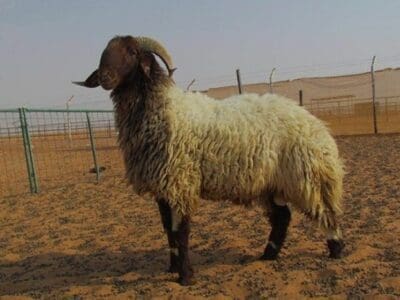 قصاب جزار ماهر بالرياض 0534375367