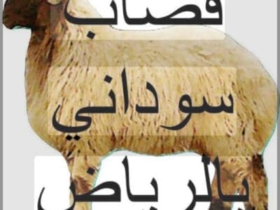 قصاب ماهر شرق الرياض 0553914418