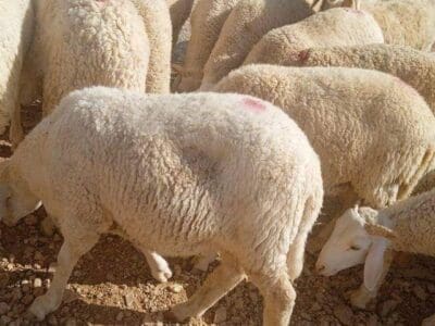 قصاب ماهر شرق الرياض 0502870954