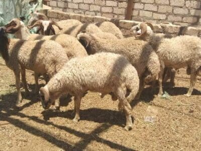 قصاب ماهر جنوب الرياض 0510735689 قصابين بالرياض