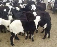 قصاب ماهر بالرياض شمال الرياض 0500634119