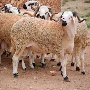 قصاب سريع في السلخ بالرياض 0508857593