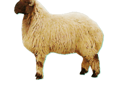 قصاب ماهر بالرياض 0566100646