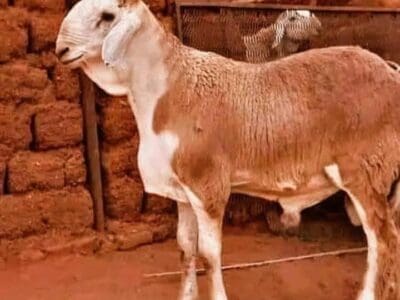 جزار سوداني محترف بالرياض 0566100646